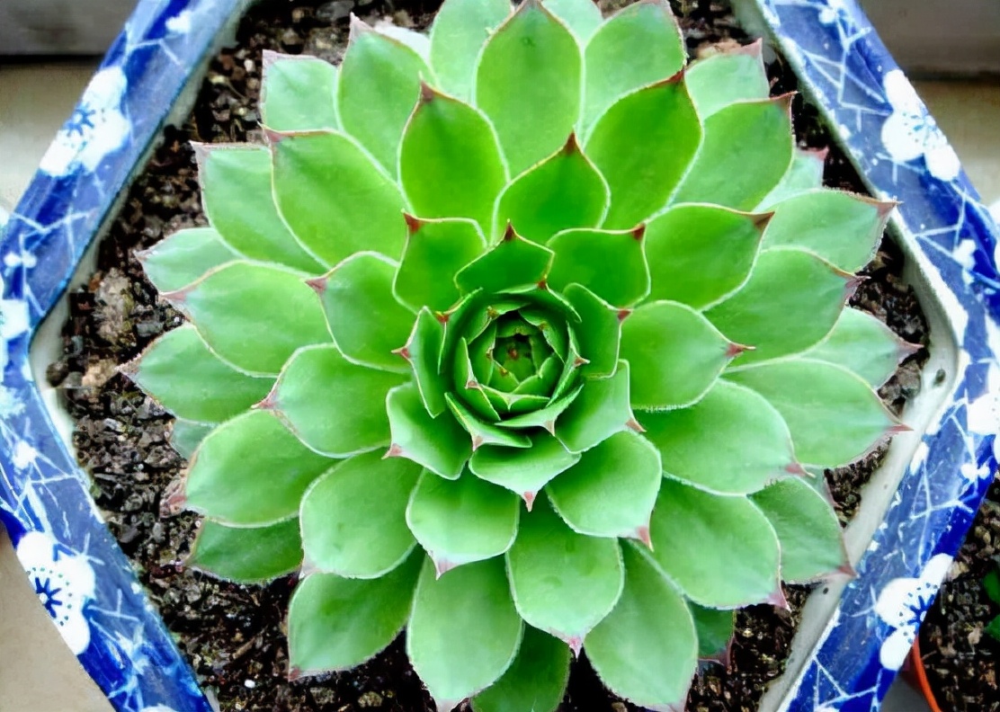 多肉怎么养才能爆盆观音莲,多肉植物观音莲养殖方法