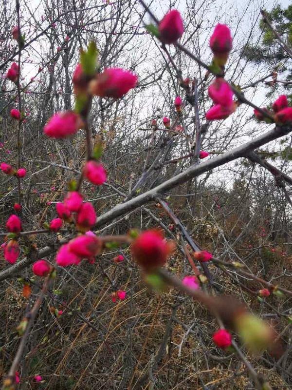 烟雨重游太平湖,重游太平古城游玩攻略