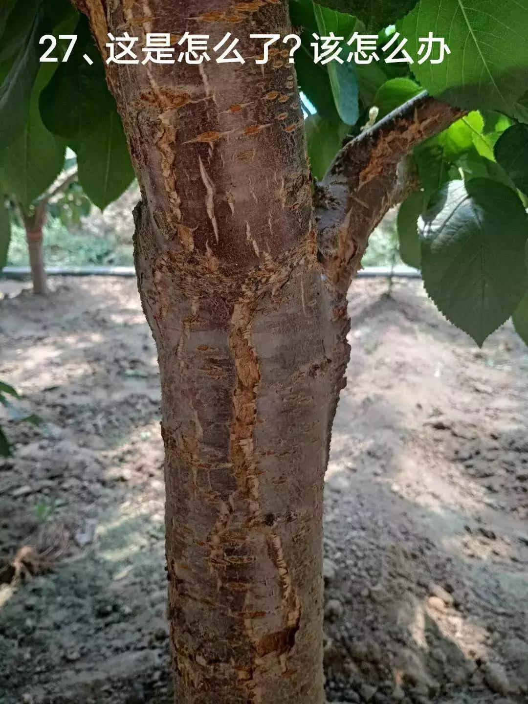 红灯樱桃坐果率低,红灯樱桃很酸吗