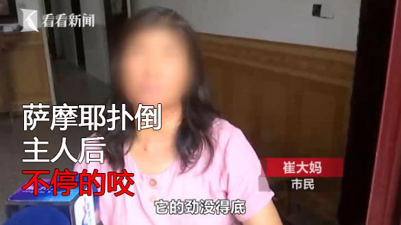 恶犬萨摩耶咬人被暴打,10岁小狗萨摩耶