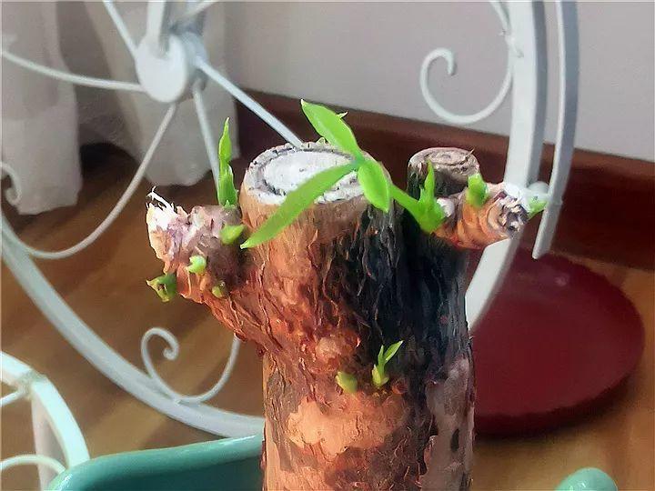 月季常见病害图解,月季枝干高花苞小怎么办