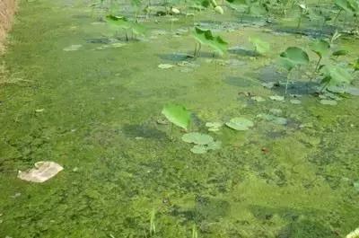 防治杂草最有效的方法,常见十大抗性杂草的除草方案