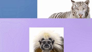 广州长隆野生动物世界游览图,广东广州长隆野生动物世界