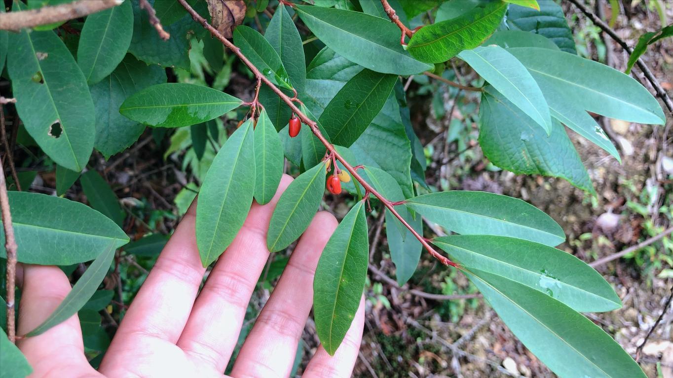 东方古柯看着不起眼，叶子却有大用途！山里碰到别不认识当柴砍了