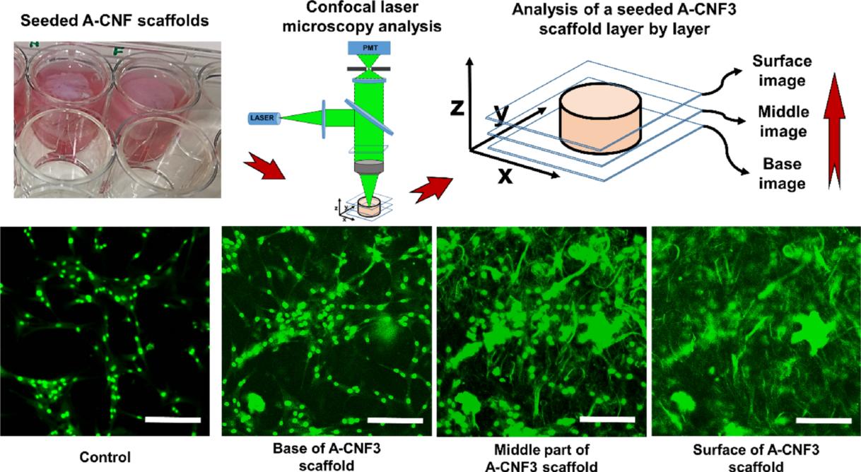 用于局部姜黄素给药的3D打印海藻酸纤维素纳米纤维贴剂