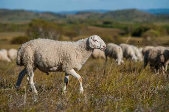 视诊：5种方法直接看出羊是否健康