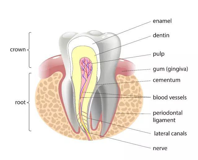 龋齿治疗一颗大概要花多少钱,口腔门诊治疗龋齿靠谱吗