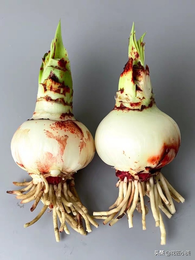 朱顶红花种球的种植方法,朱顶红花谢后种球怎么处理