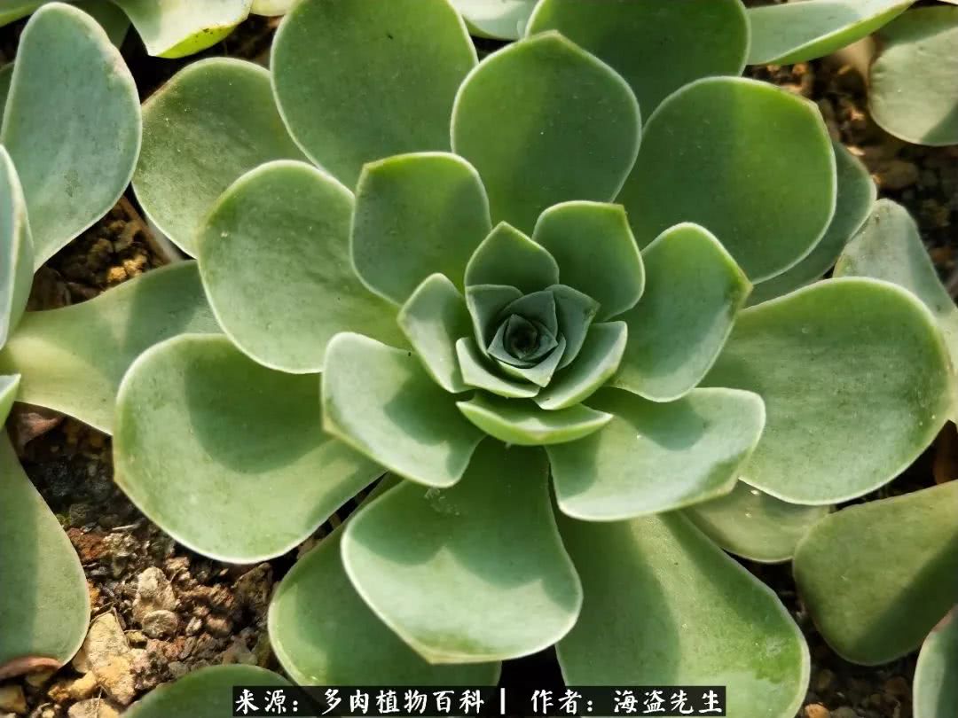 介绍多肉生长特点,多肉植物科普讲解图片视频