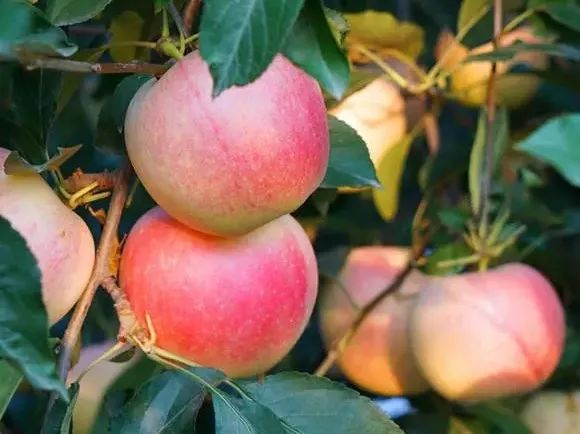 新鲜的嘎啦苹果又甜又脆,嘎啦果是酥脆还是脆甜