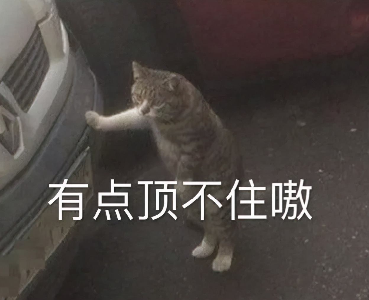 二手杀鱼盘靠谱不,二手杀鱼盘真的假的