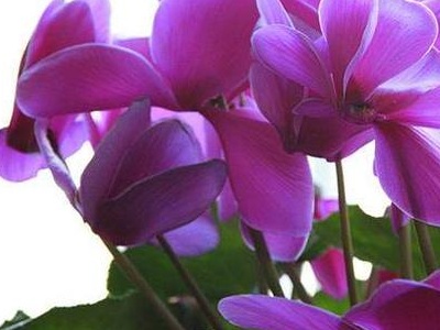 仙客来怎么养殖,如何养殖仙客来