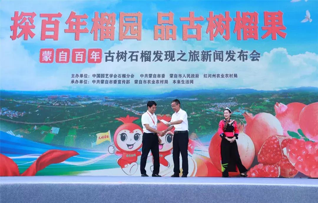 蒙自老树石榴图片大全,云南蒙自宝石石榴