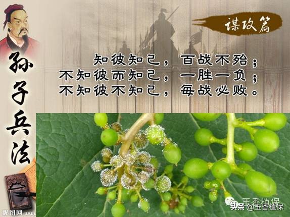 葡萄霜霉病终极用药方案