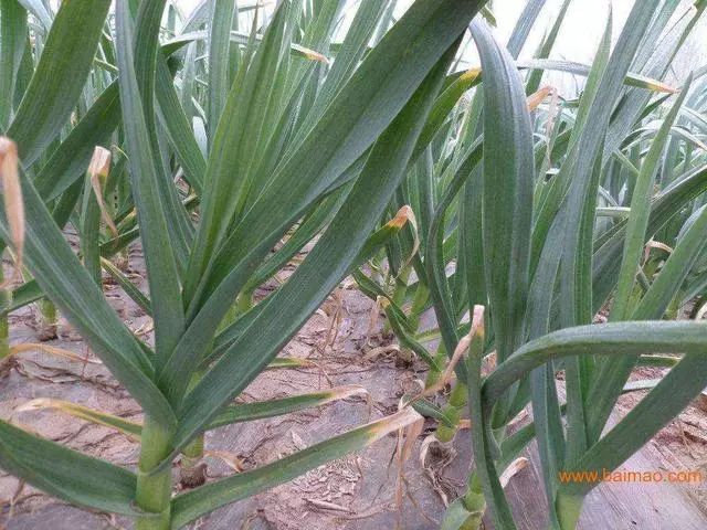 磷酸二氢钾在作物上怎样使用 (磷酸二氢钾的使用范围和方法)