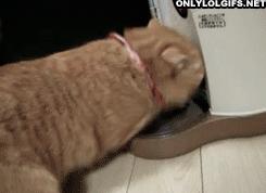 怎样让猫咪优雅的吃猫条,怎么才能让猫咪合理膳食