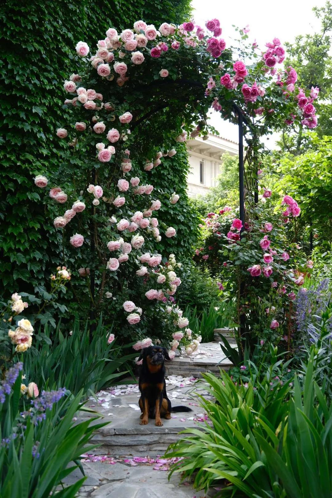 东北花园四季开花植物,北方一年四季都开花的花园