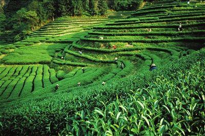 一座书写了半壁茶叶史的江山