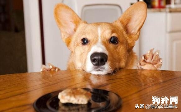 小狗吃多了怎么办简单3步解决,小狗一次吃多了怎么办