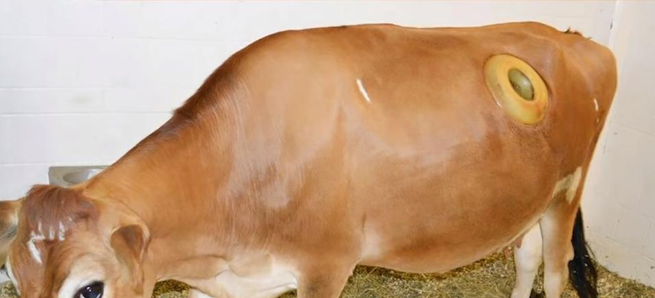 给牛身上开洞,牛身上的洞是怎样开的