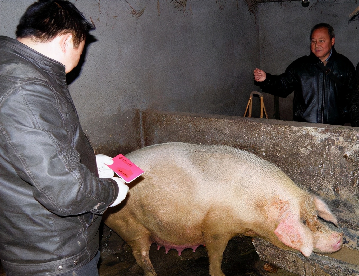 小养猪技术教程大全,怎么养猪省钱长得又快