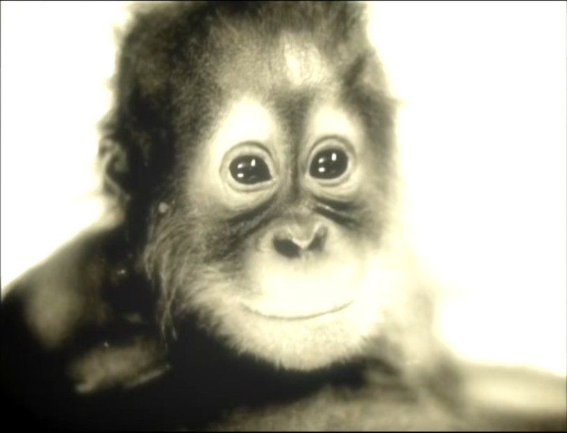 一只上过大学的猩猩试图成为人类，但现实给了它一记重锤