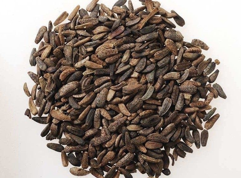 牛蒡子的功能主治,利咽中药牛蒡子