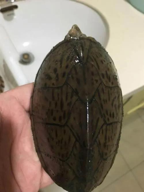 剃刀龟和麝香龟一起饲养技巧,人工饲养剃刀龟需要哪些手续