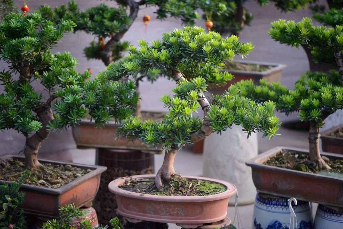 如何治疗罗汉松病虫害,罗汉松叶枯病最好治疗方法