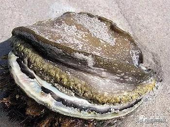 春节必买的海鲜,一年四季海鲜怎么选