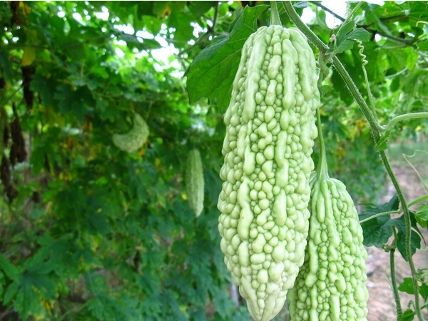 上火了不想吃药怎么办？不要为难，试试以下这几种方法