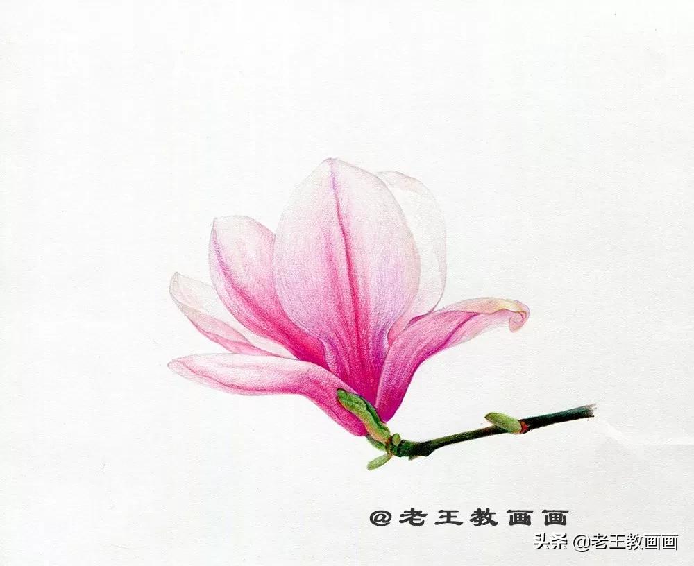 玉兰花该怎么画,画玉兰花的最佳方法