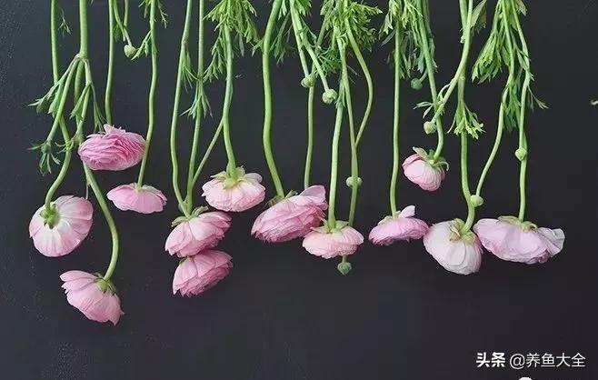 8种能做干花的鲜花，男朋友送的花就这么做