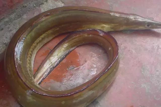 防城港怎么吃海鲜便宜不被坑,防城港干货海鲜有哪些