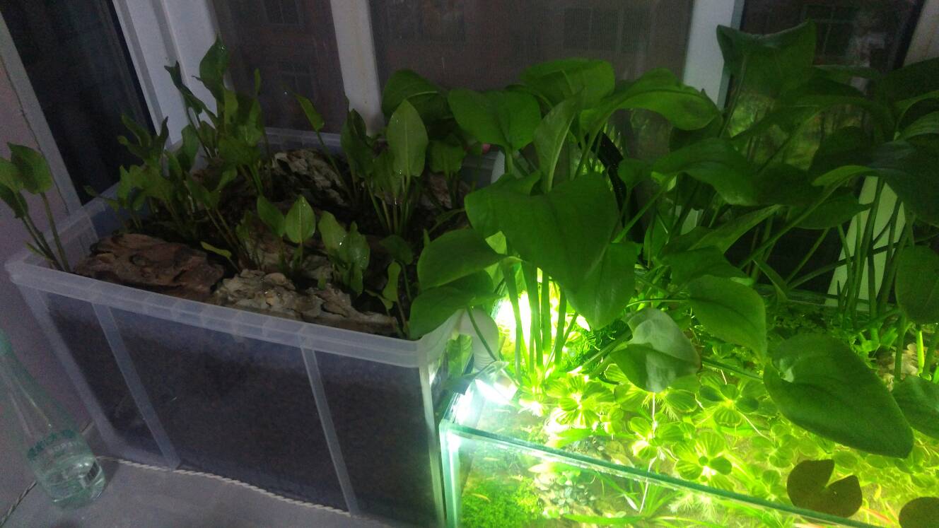 沼泽过滤鱼缸怎么开缸,沼泽缸开缸教程