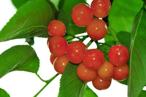 清水县特色美食,清水县美食攻略