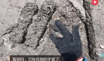 海上直播赶海视频,山东海阳赶海直播