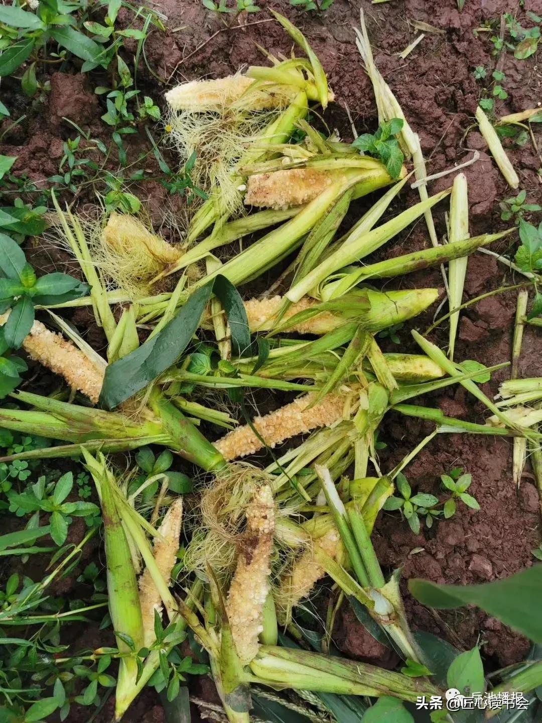 岳池“悟空”大闹龙藏山“九龙”智取降泼猴
