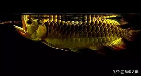 龙鱼单侧掉眼解决方法,龙鱼掉眼怎么治