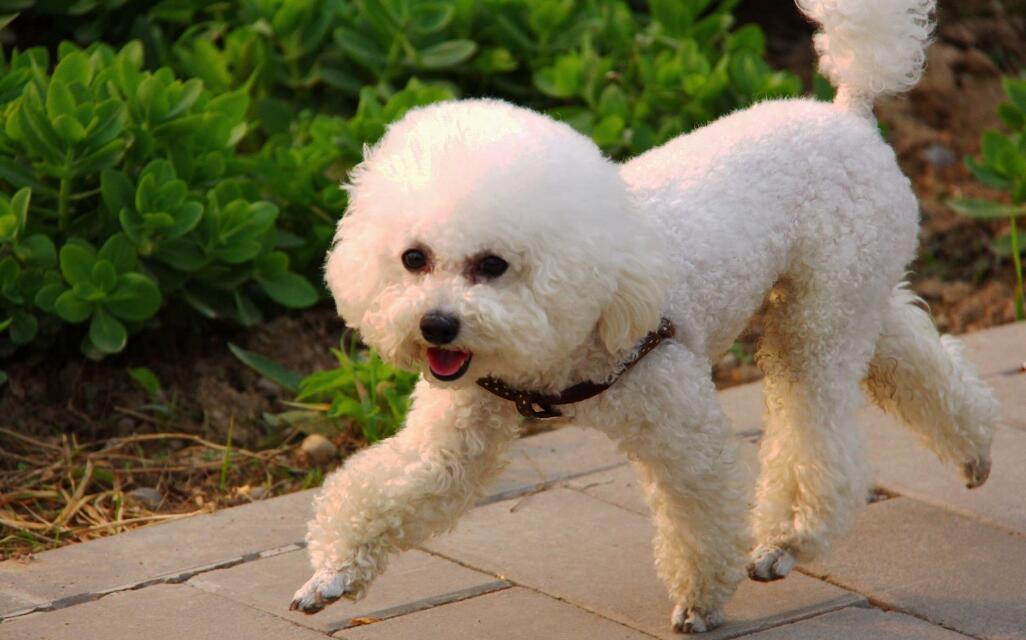 缺乏“安全感”的比熊犬，都会有这6种情况，希望你家没有