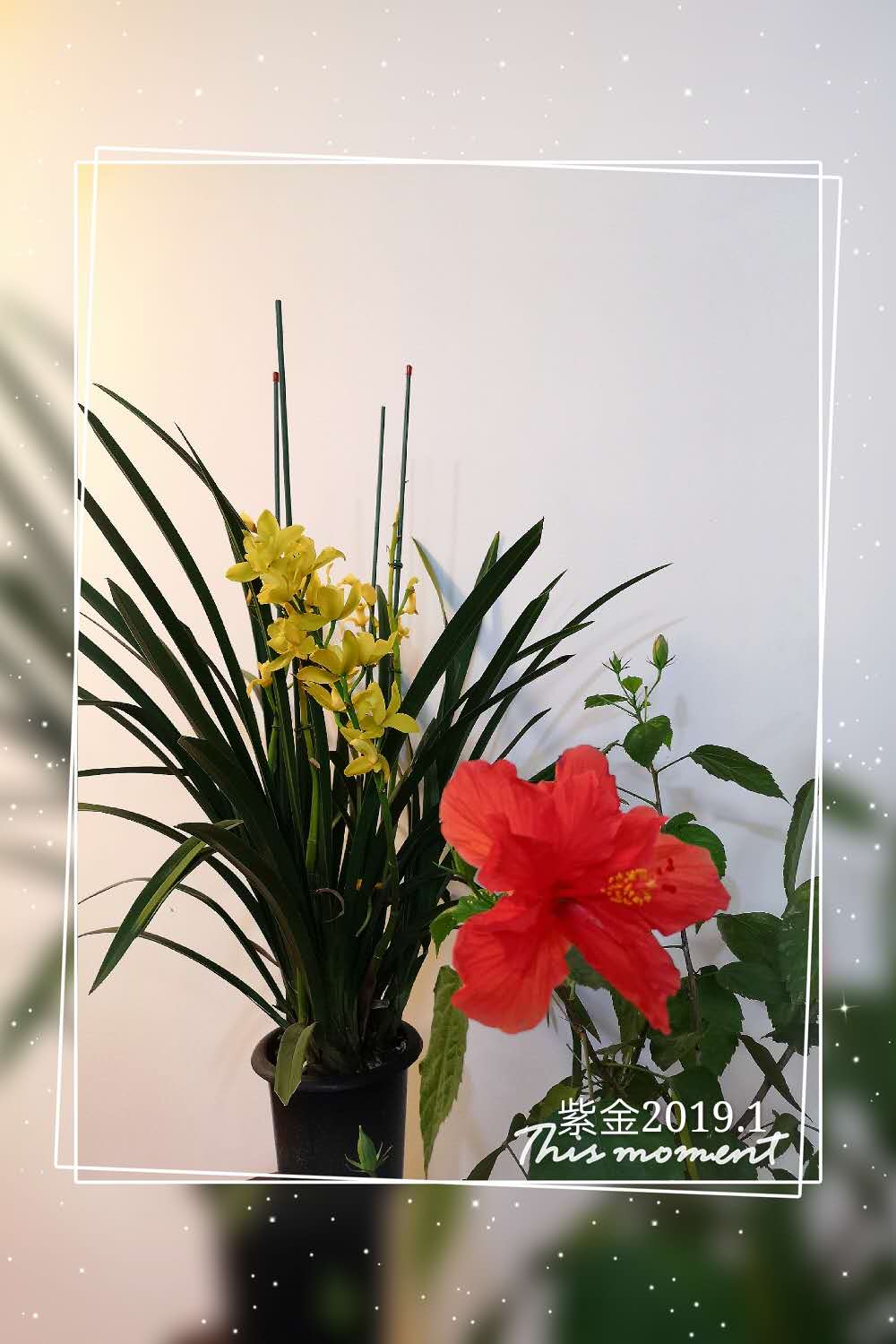 为什么水培竹子叶子发黄?怎么处理