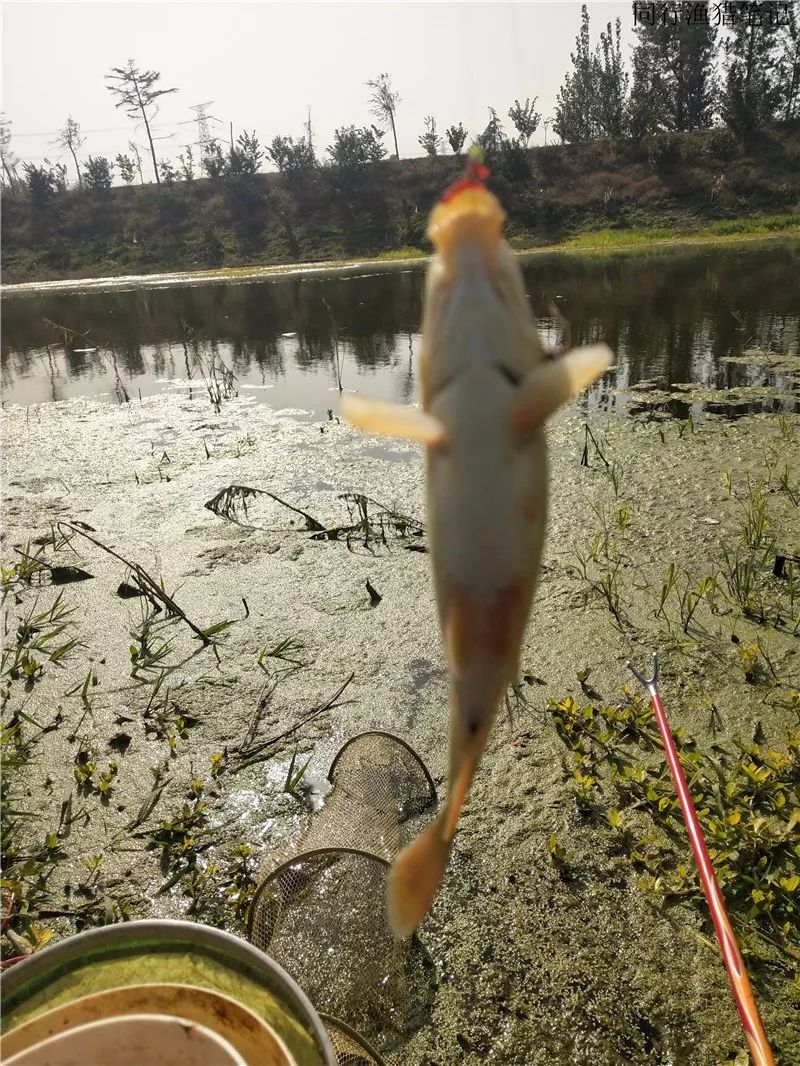 2019钓鲫鱼视频全集,钓鲫鱼的笔记