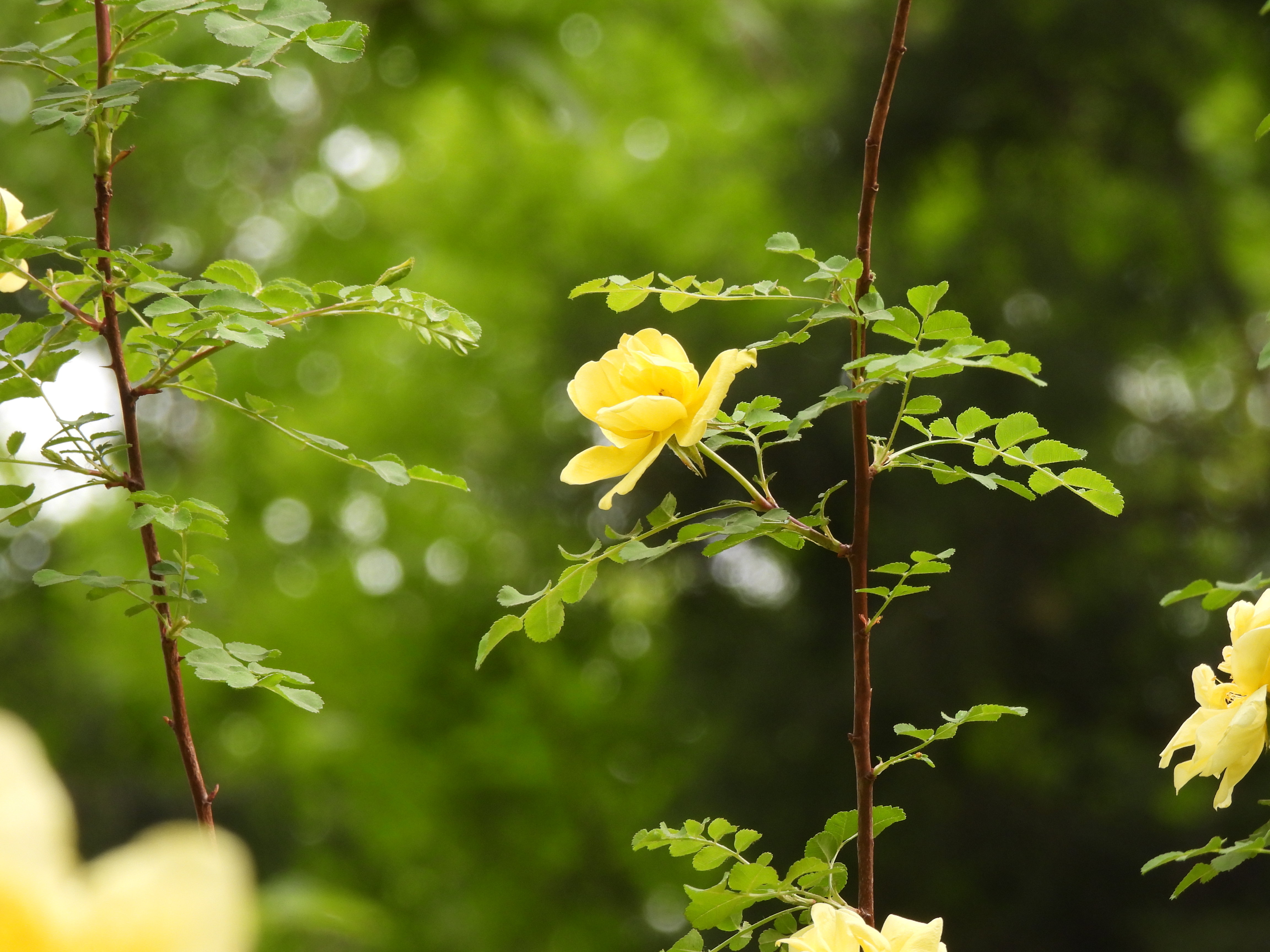 尼康p950长焦多少钱,尼康nikoncoolpixp950