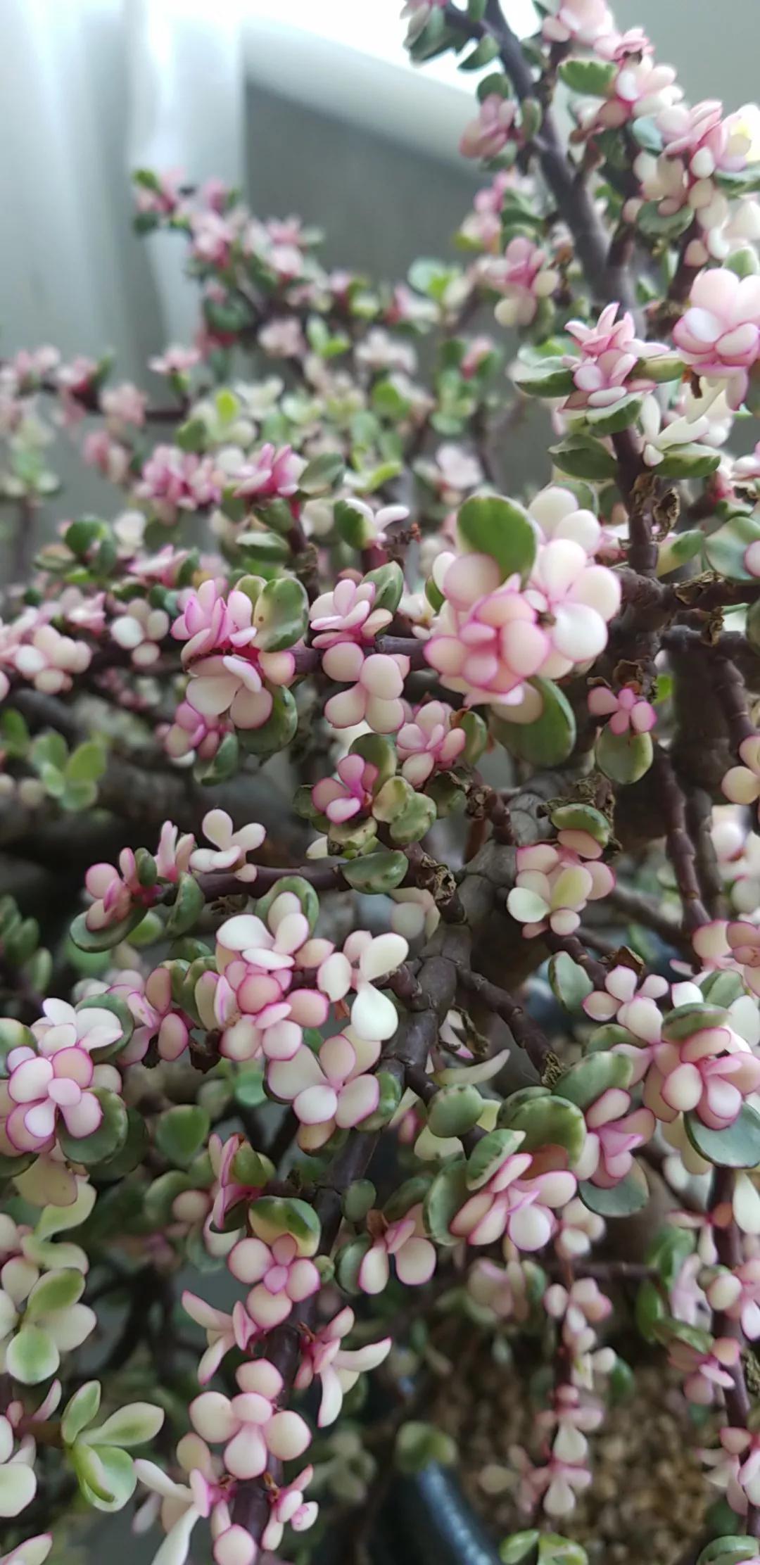 大花马齿苋养花技巧,马齿苋树盆栽怎么养