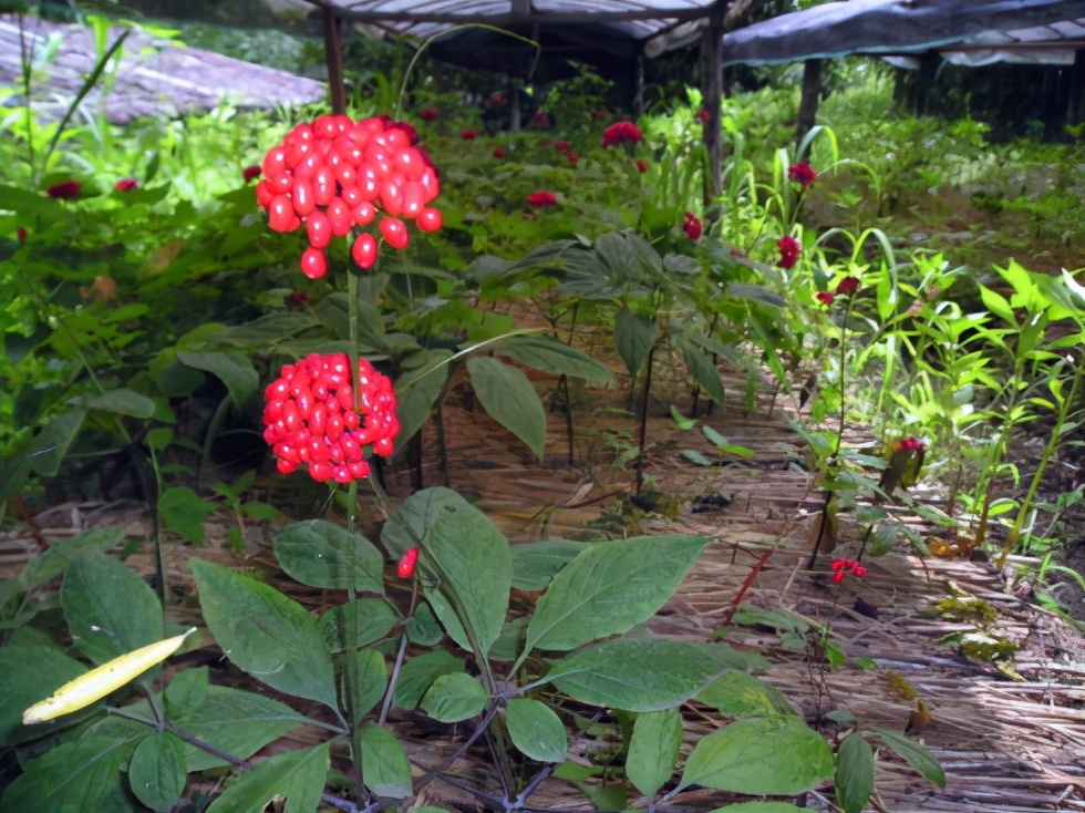在家养一棵人参,在家里种植人参