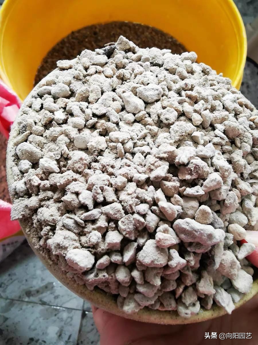 日本火山爆发，产生大量浮石，鱼腹塞满浮石，这种浮石2元一斤