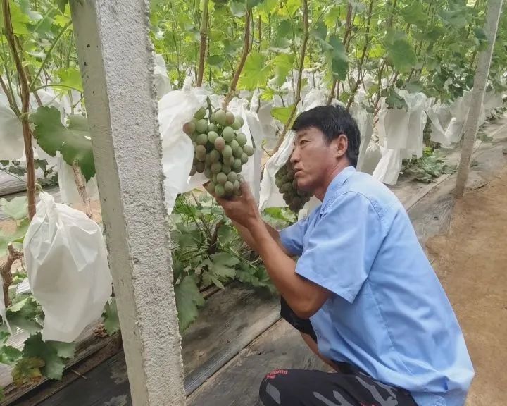 营口鲅鱼圈葡萄苗,营口鲅鱼圈葡萄种植