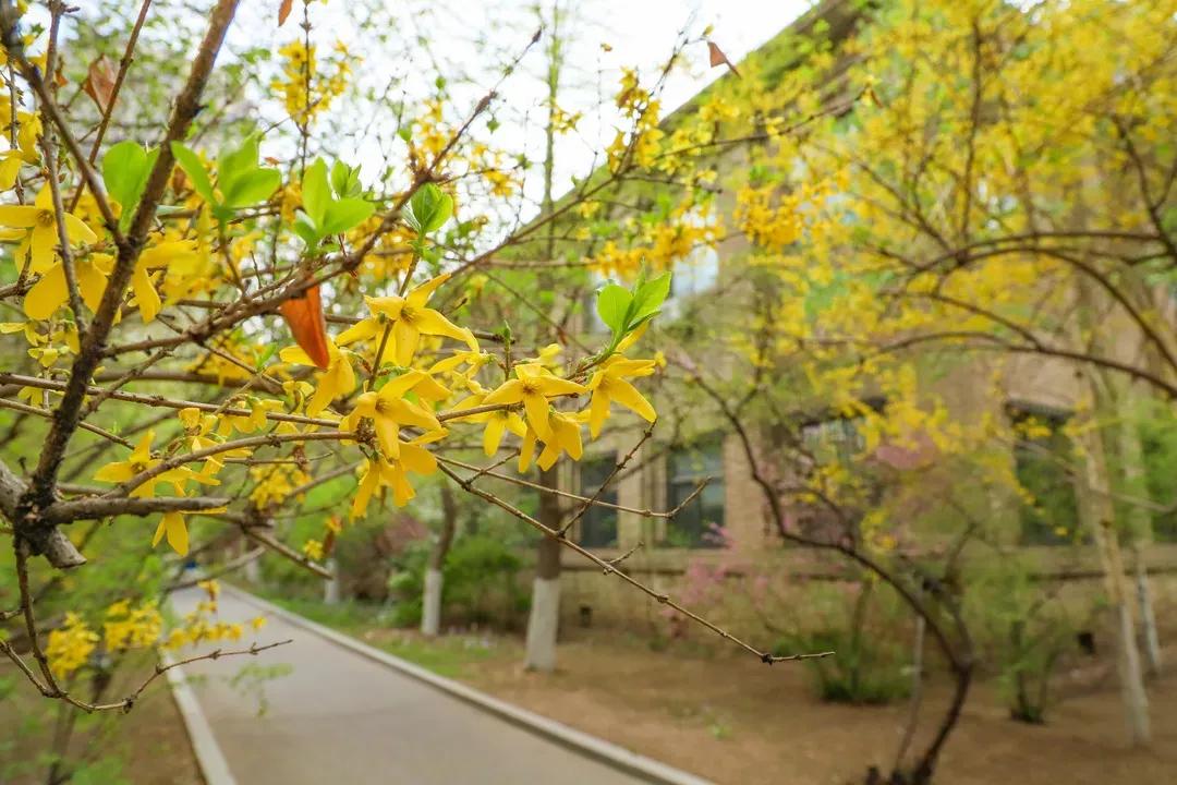 辽宁大学和鲁迅美术学院,辽宁省鲁迅美术学院是985吗