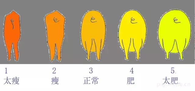 母猪为什么不哺乳,母猪为什么不奶小猪