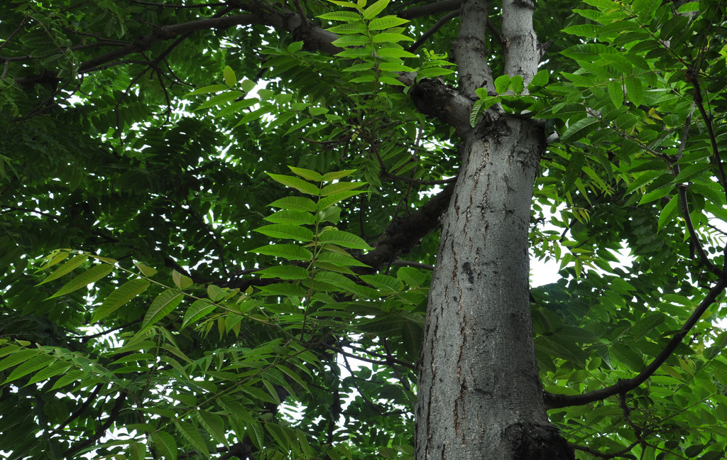 核桃香椿傻傻分不清楚,怎么通过树来辨认香椿和臭椿